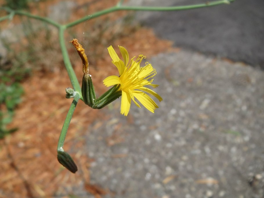 Chondrilla juncea