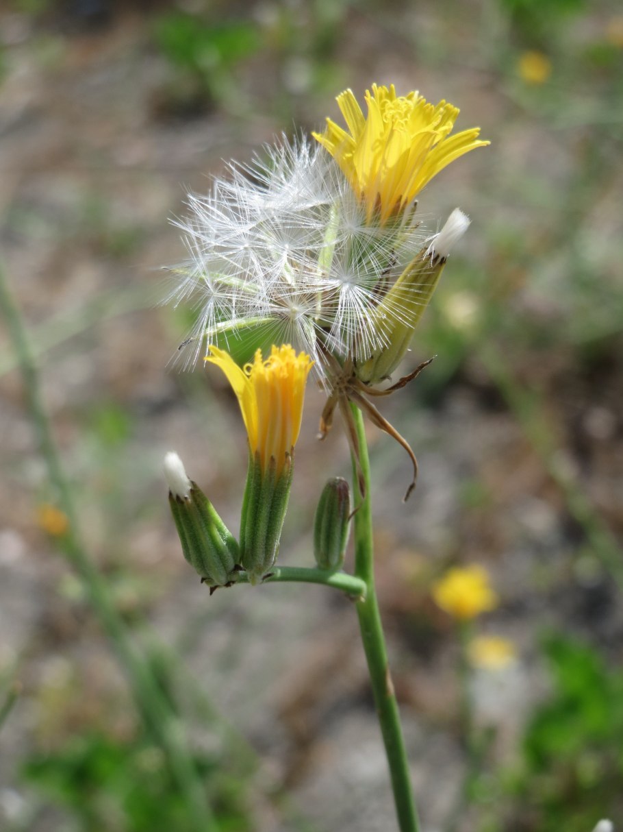 Хондрилла ситниковая