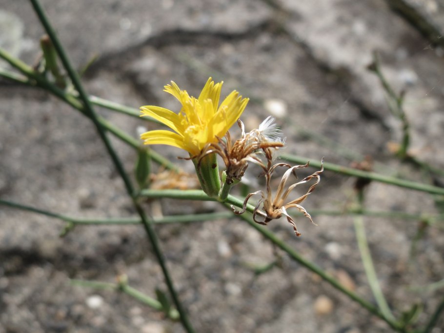 Хондрилла злаковая