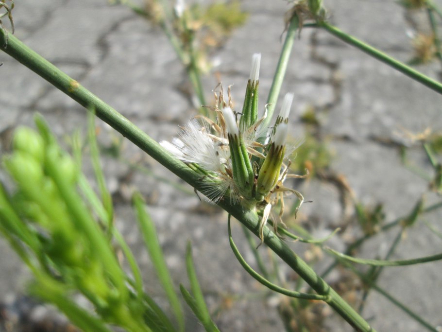 Хондрилла сомнительная