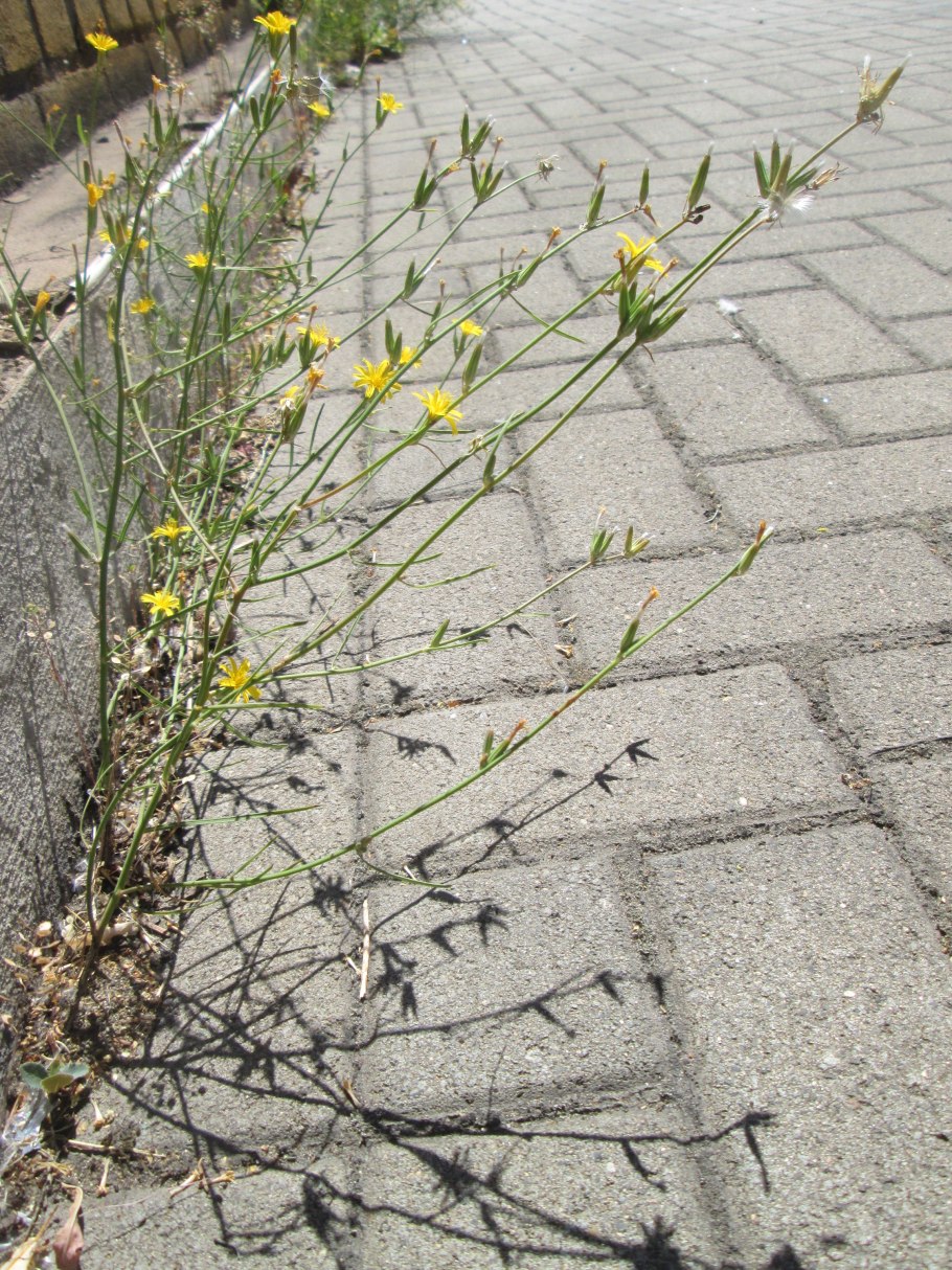 Хондрилла ситниковидная