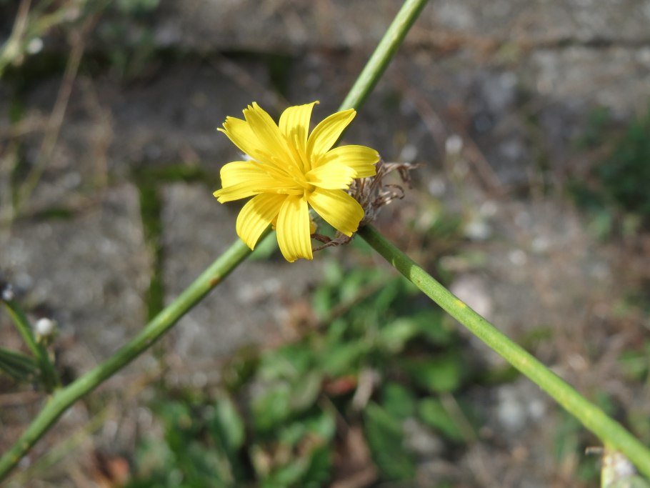 Chondrilla juncea