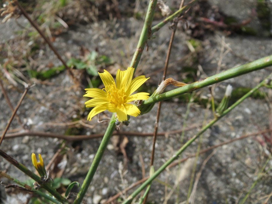 Хондрилла сомнительная