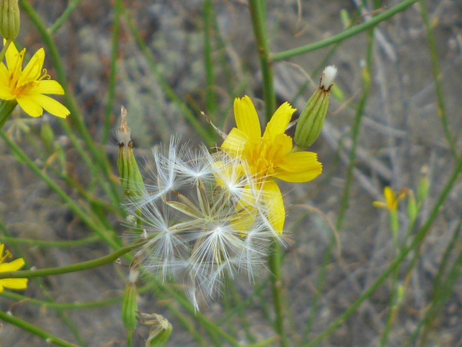 Хондрилла сомнительная