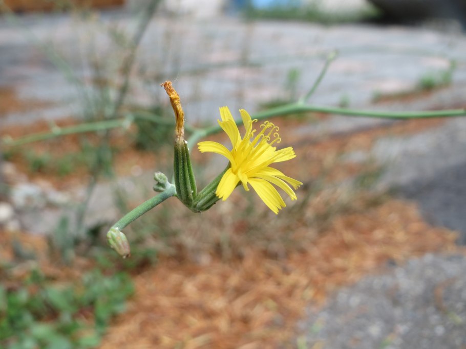 Chondrilla juncea