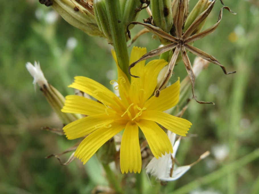 Chondrilla juncea