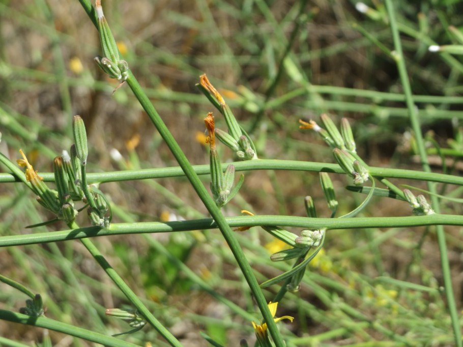 Хондрилла злаковая