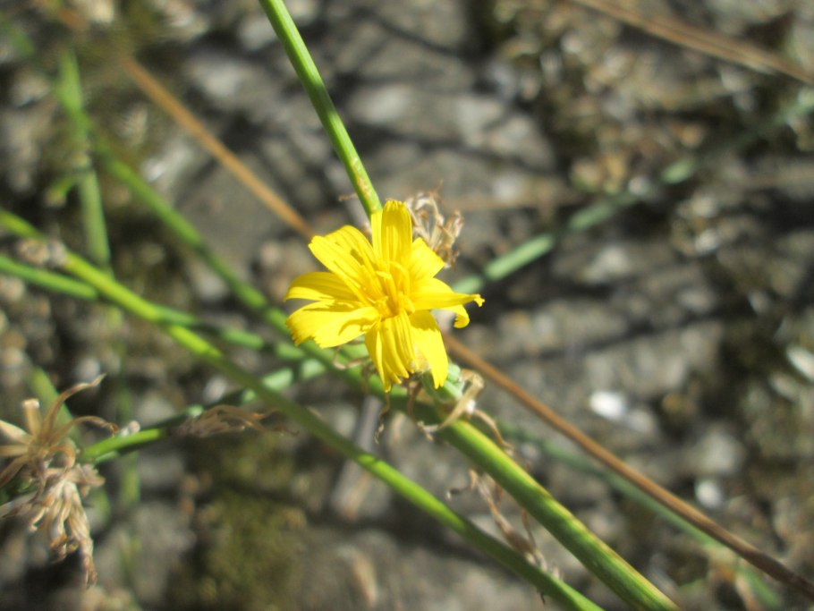 Хондрилла ситниковая (Chondrilla juncea l.)
