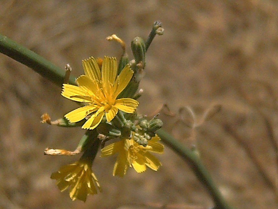 Хондрилла ситниковая