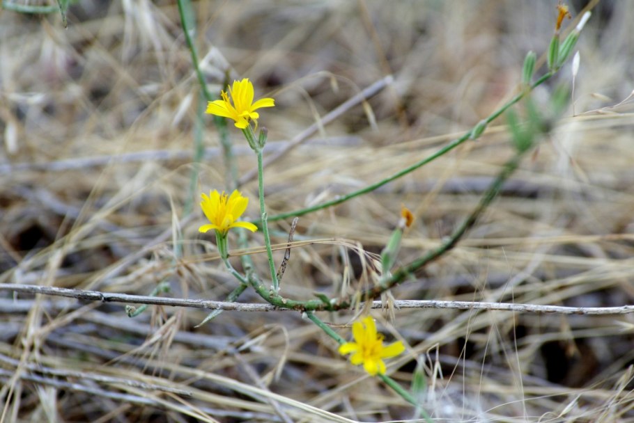 Chondrilla juncea