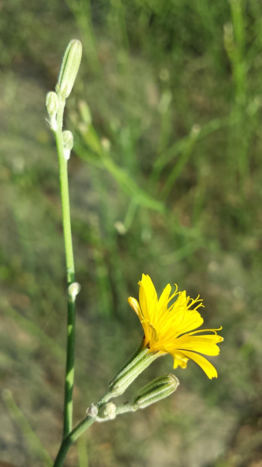 Хондрилла ситниковая