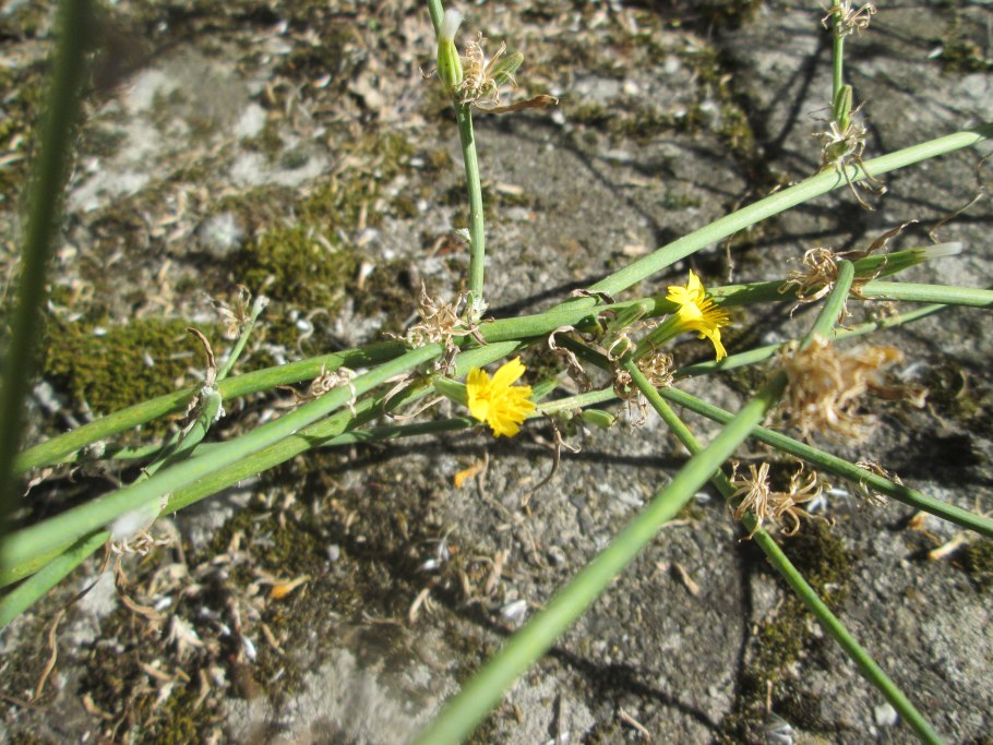 Chondrilla juncea