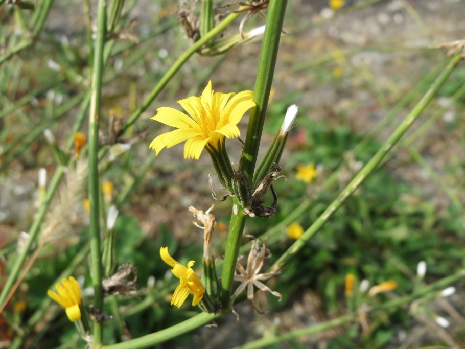 Chondrilla juncea l.