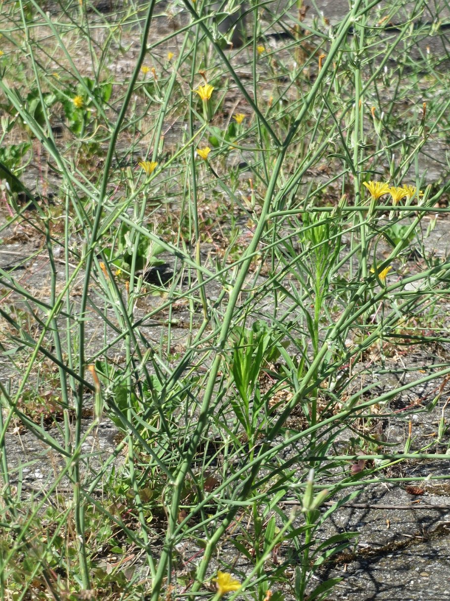 Хондрилла сомнительная