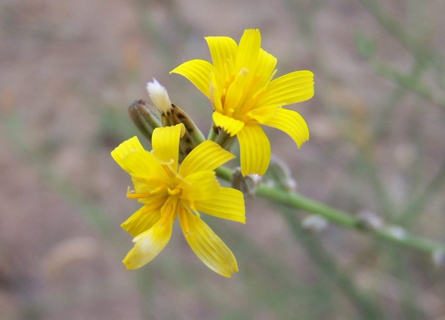 Chondrilla juncea