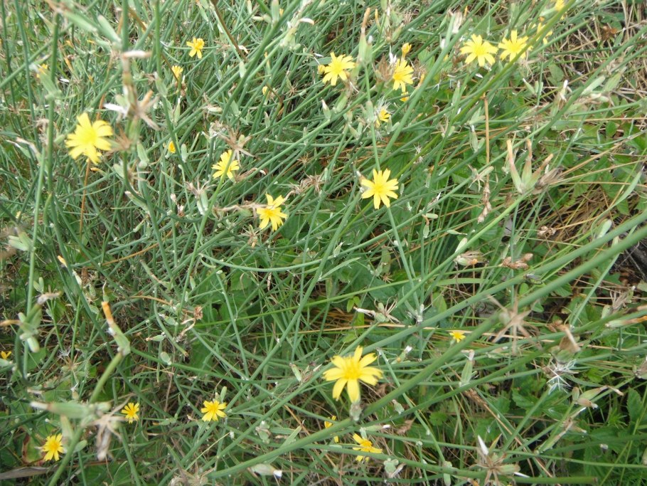 Хондрилла сомнительная