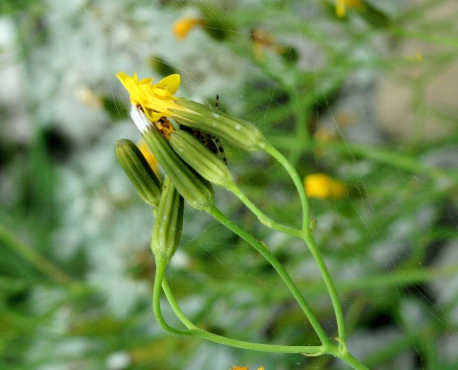 Хондрилла злаковая