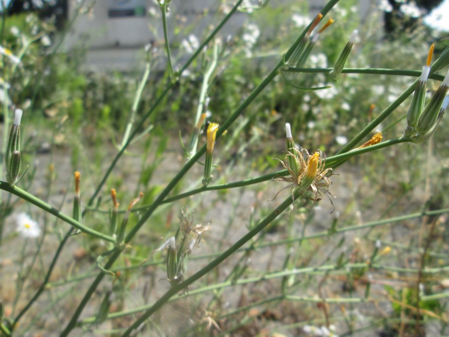 Chondrilla juncea