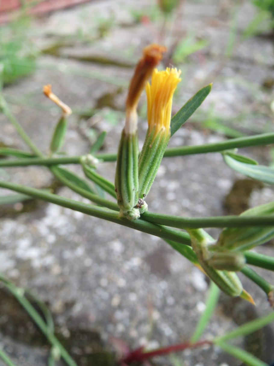 Хондрилла обыкновенная