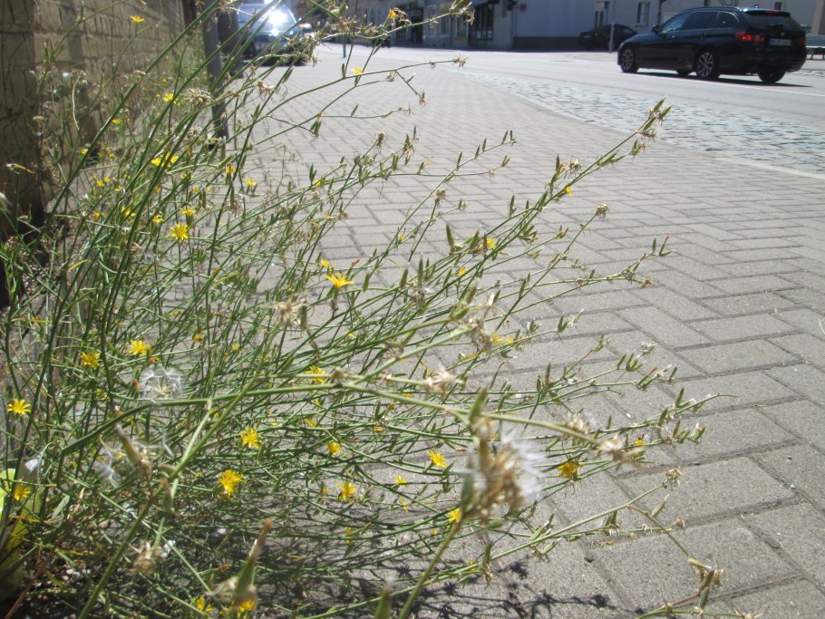 Хондрилла ситниковая