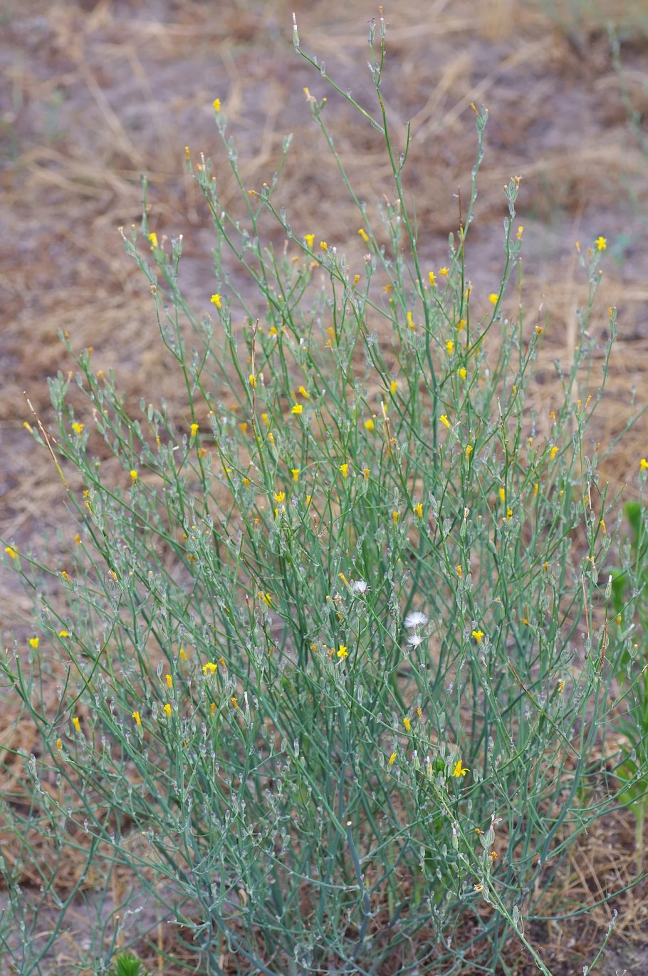 Хондрилла сомнительная