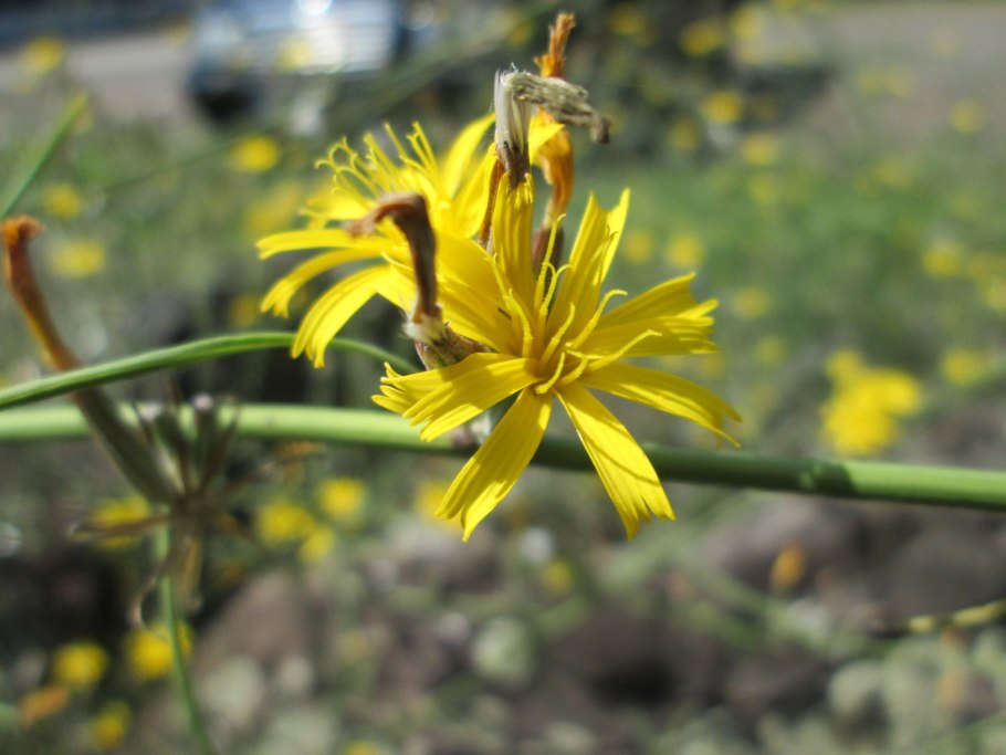 Хондрилла сомнительная