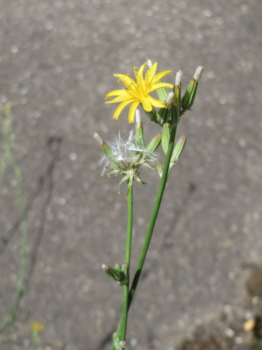 Andryala integrifolia l.