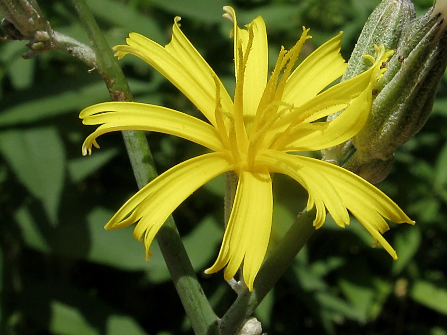 Chondrilla juncea