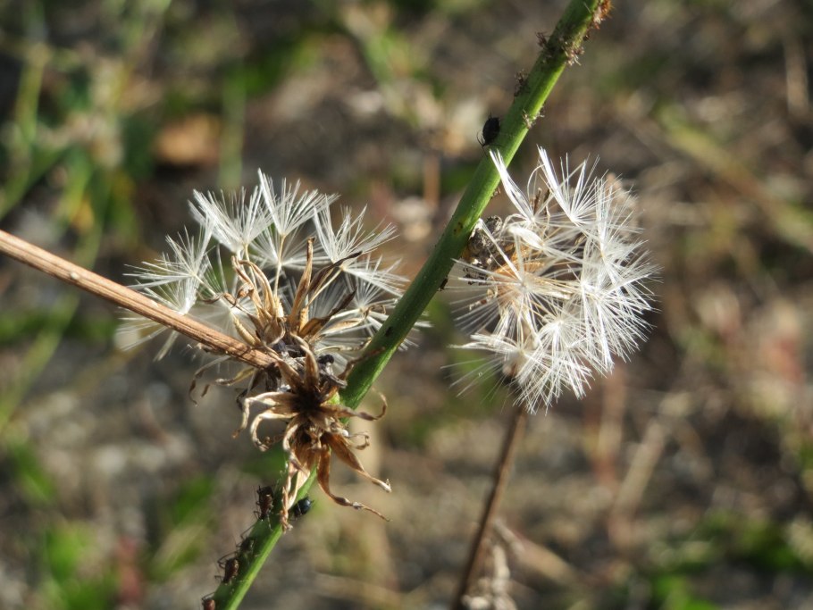 Хондрилла сомнительная
