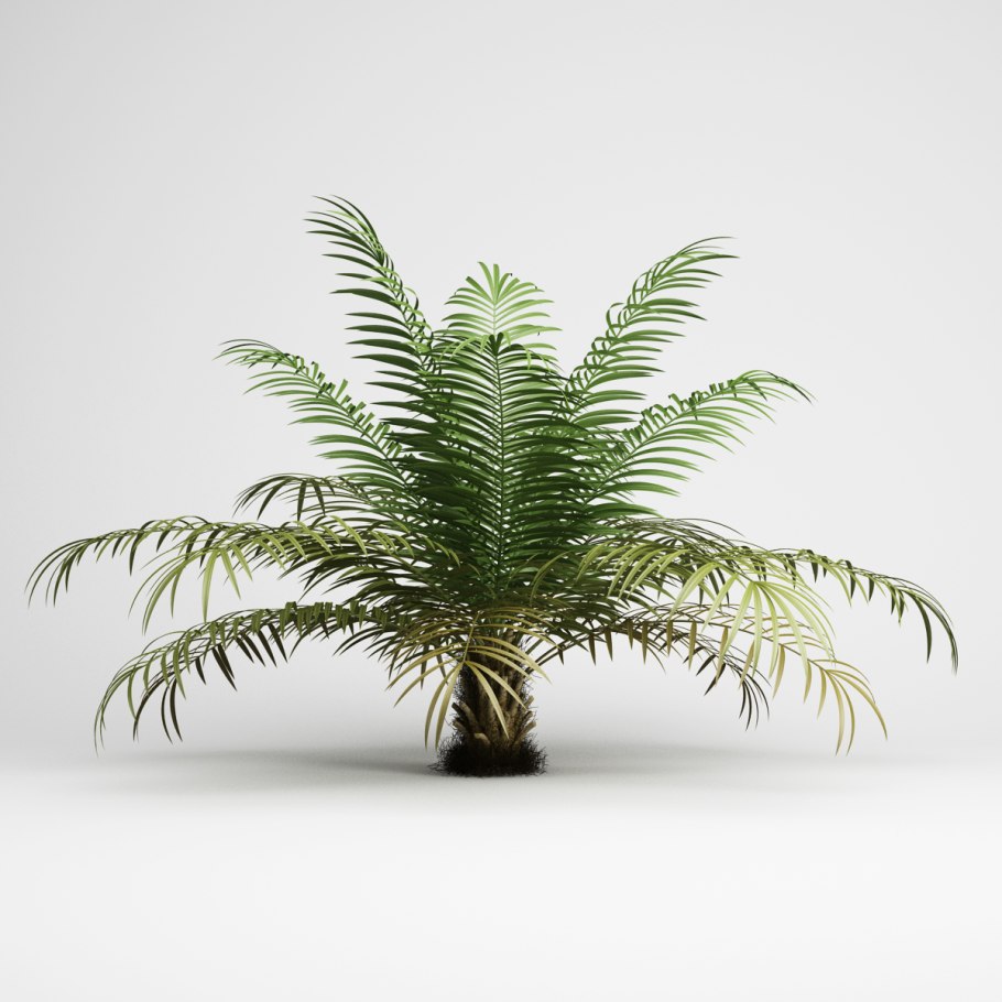 Areca nut перевод