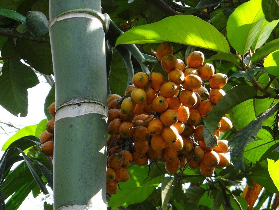 Бетелевая Пальма (Areca Plant)