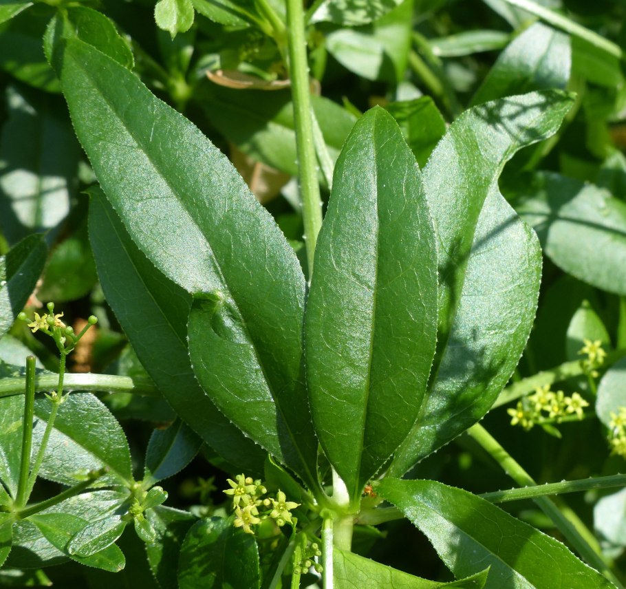 Растение Марена красильная