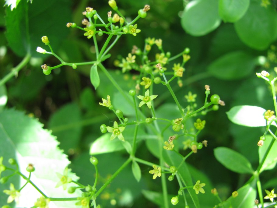 Растение Марена красильная