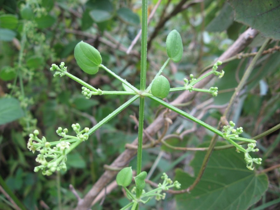 Марена Татарская