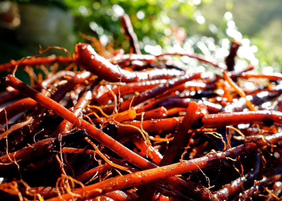 Растение Марена красильная