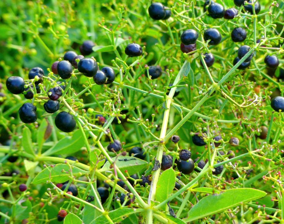 Марена иноземная