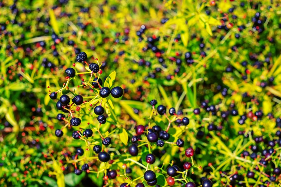 Марена Грузинская сырье