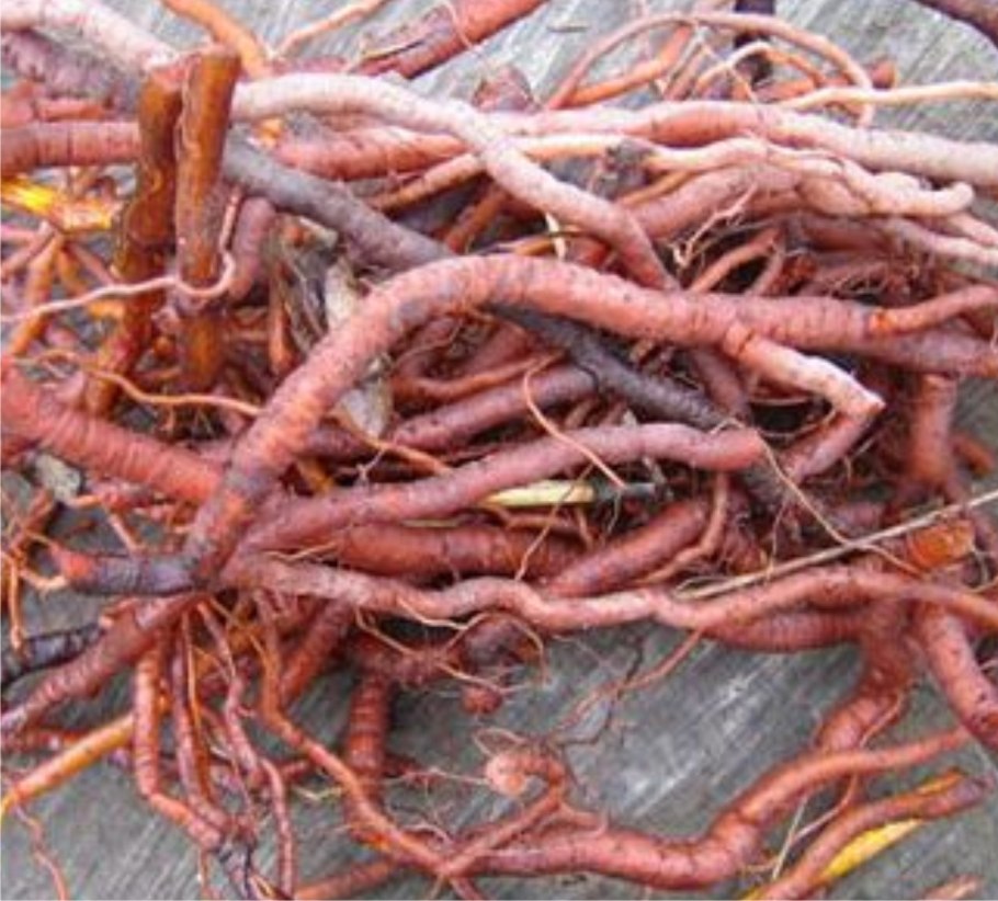 Марена Хорст