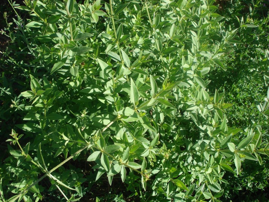 Растение Марена красильная