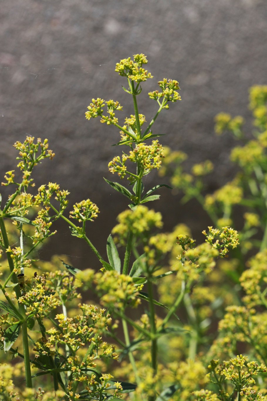 Корневища Марены