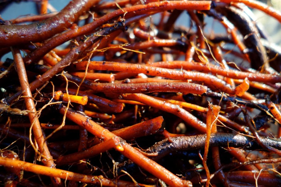 Марена красильная Грузинская