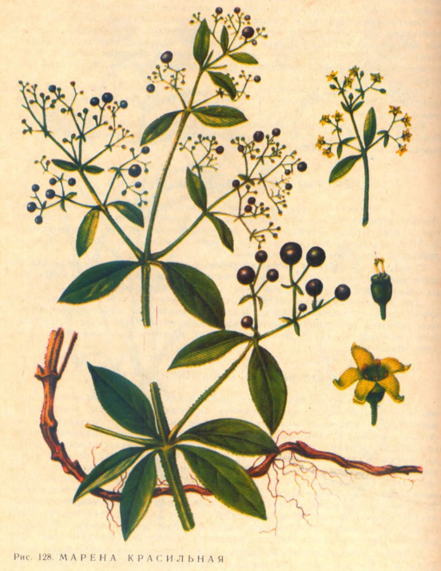 Марены красильной (rubia tinctorum)