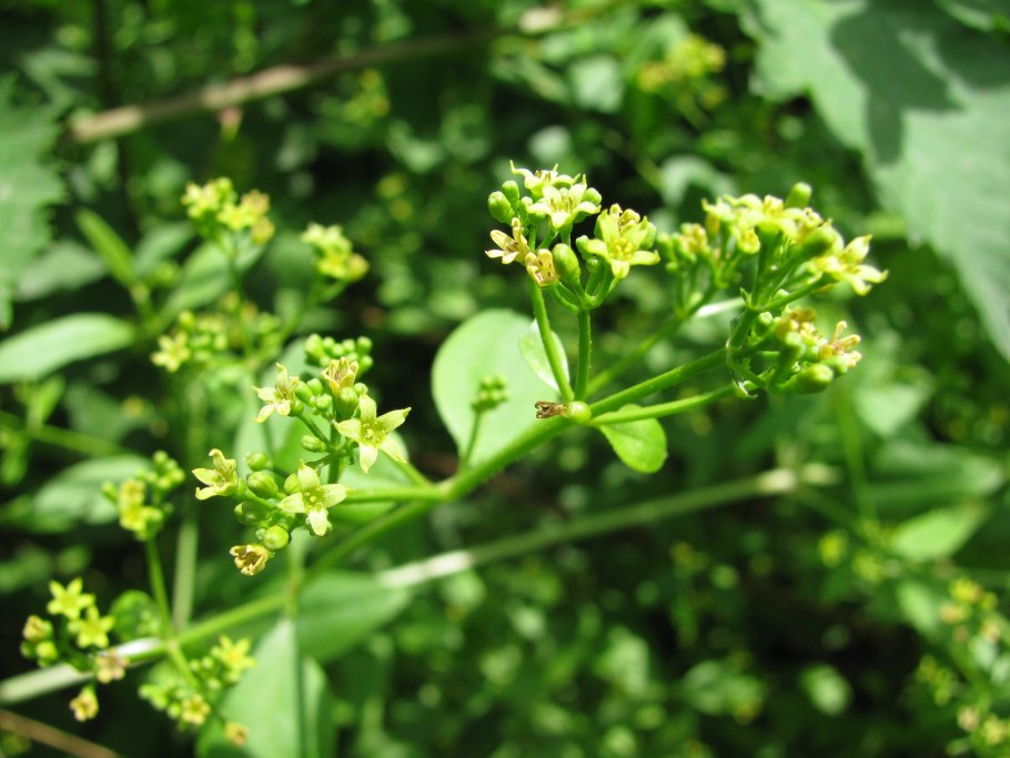 Марена красильная трава