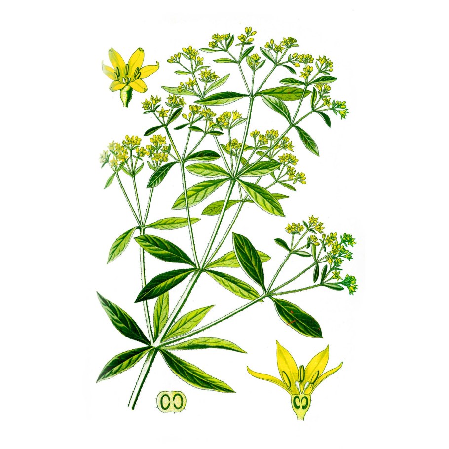 Крапп Марена