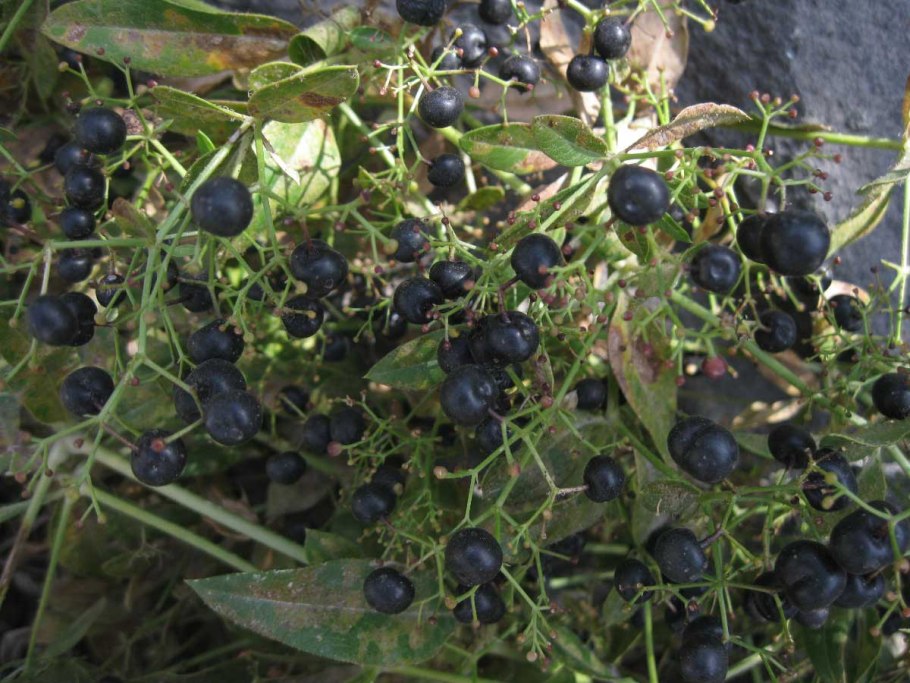 Марена красильная 5