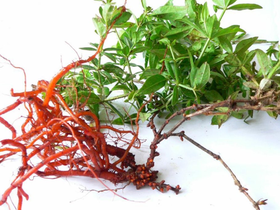 Марена красильная растение корень