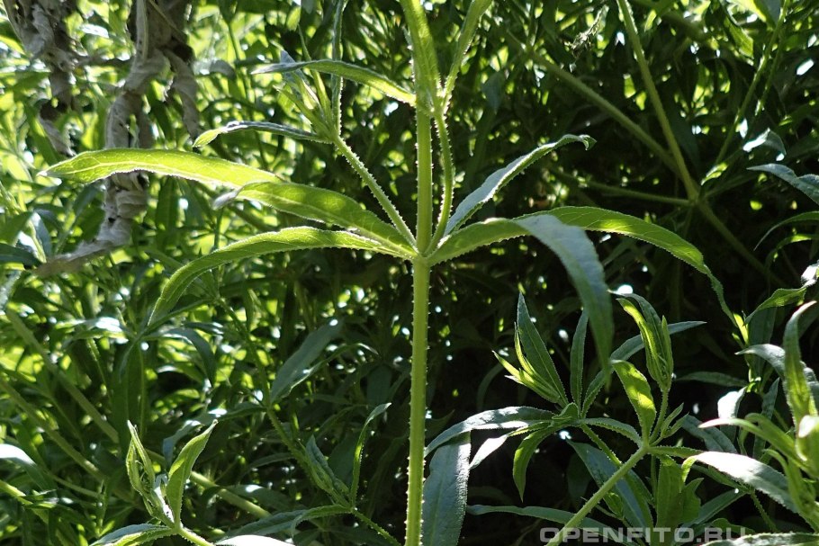 Марена красильная трава