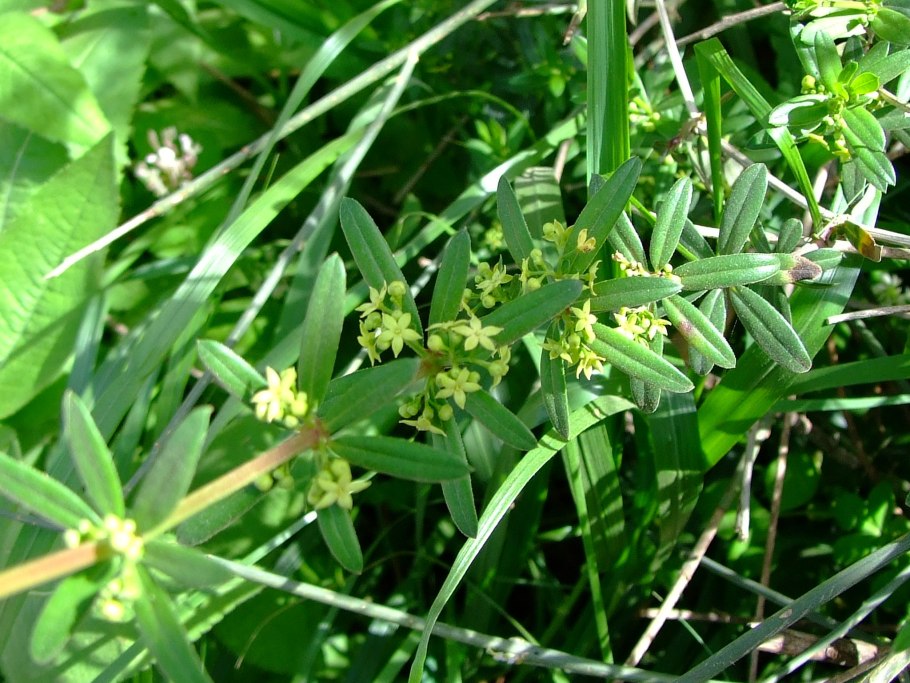 Марена Фармакогнозия