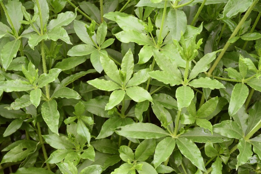 Марша красильная трава препарат