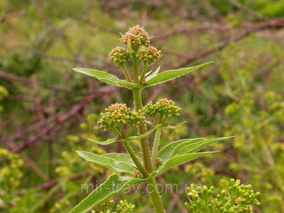 Марена амбрутская